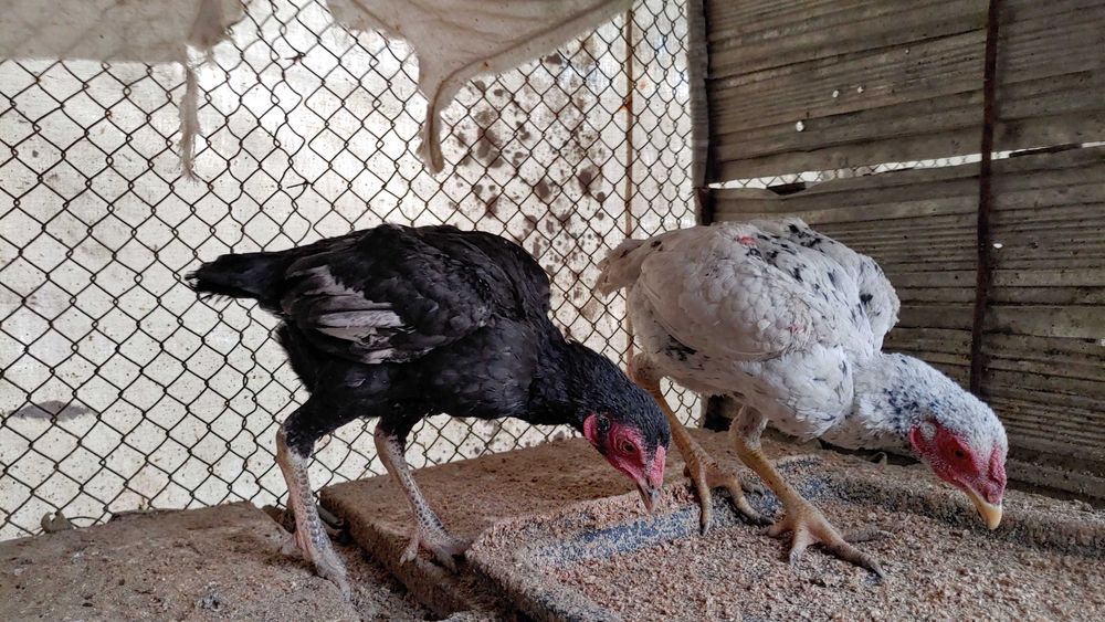 КО ШАМО японка хуроз жужалари сотилади