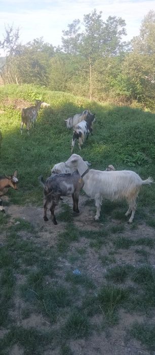 De vânzare doua capre