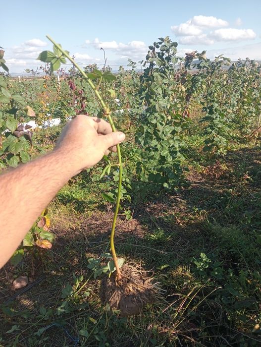 Drajoni / butasi mur