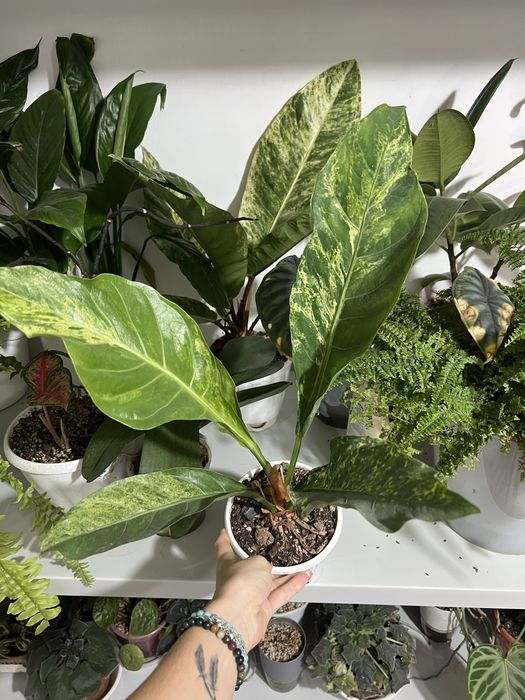 Антуриум вариегатный