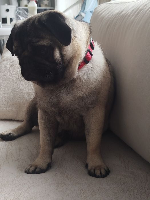 Мопс момче на 10 меца