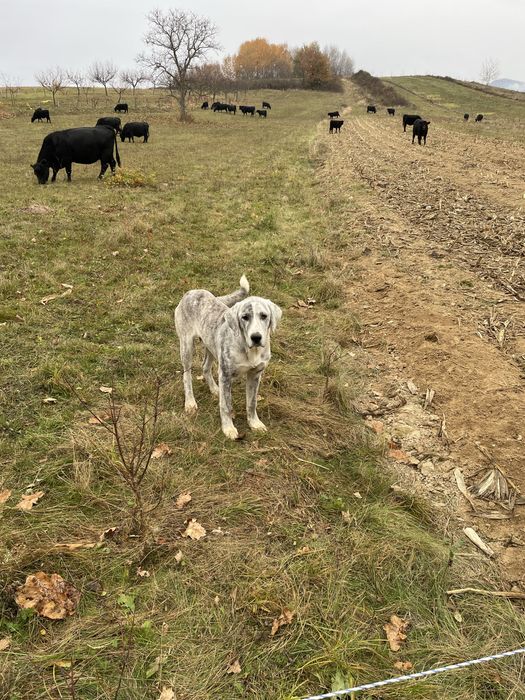 Ciobanesc Asia Centrala