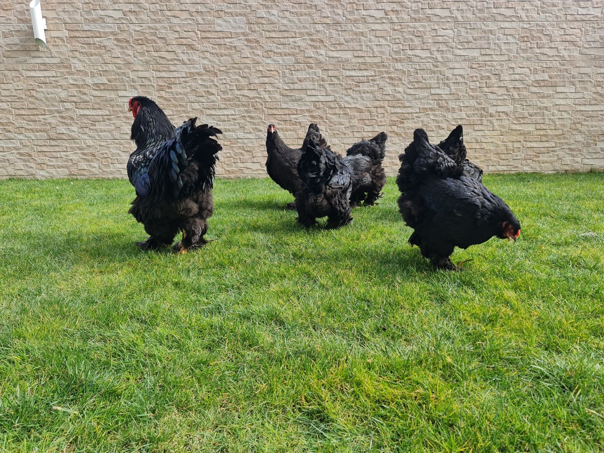 Vând  puisori Araucana pe 7 culori.Trimit în tara!!!