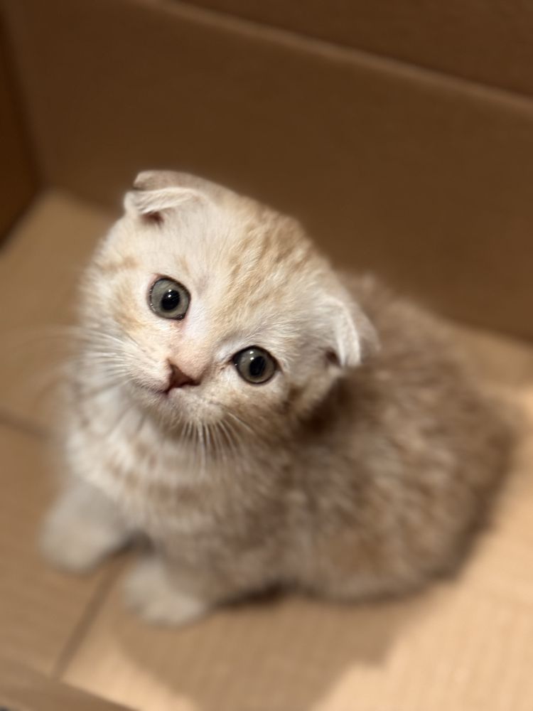 Котенок британский