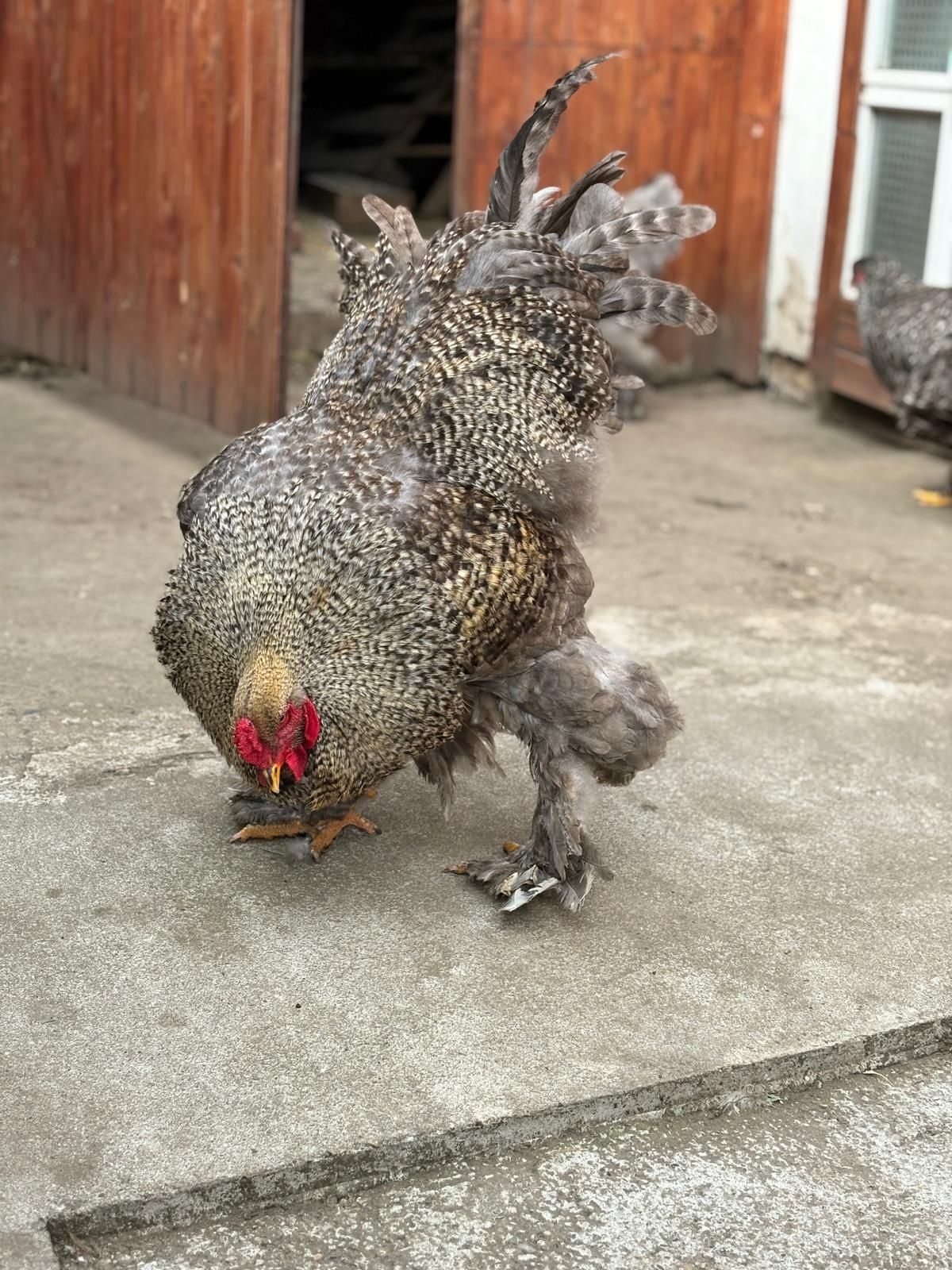 Familie găini brahma de vânzare