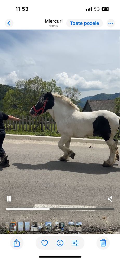 Armasar pentru montă si cazare pentru cai !