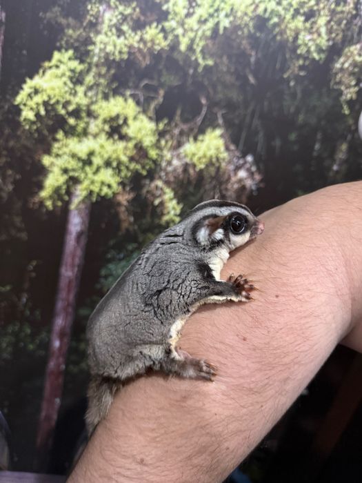 Захарна торбеста летяща катерица