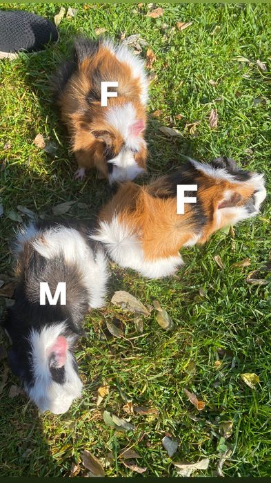 Porcusori de guineea