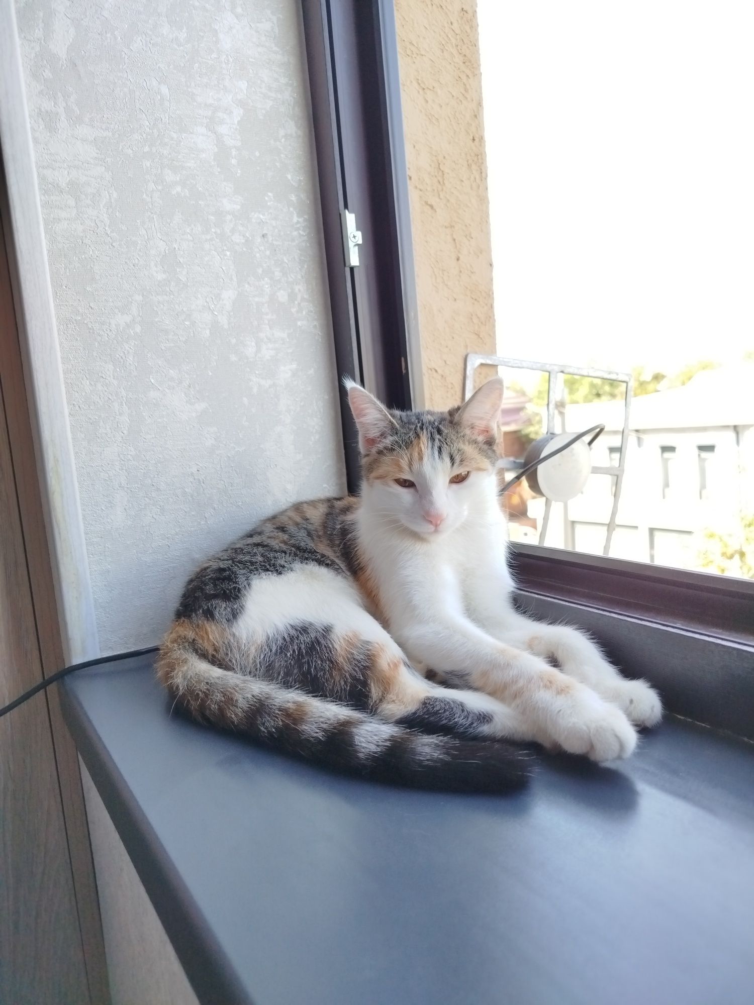 Mushuk hadyaga beriladi