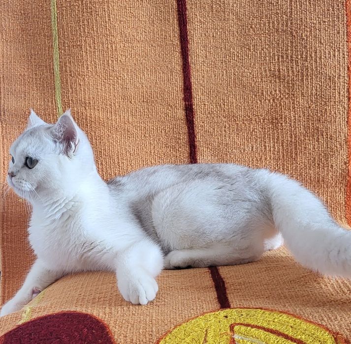 British chinchilla