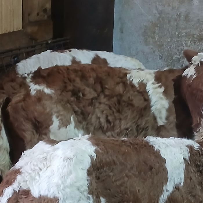 Vitei taurasi si vitele baltata romaneasca