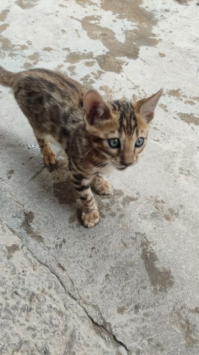 Бенгальские котята