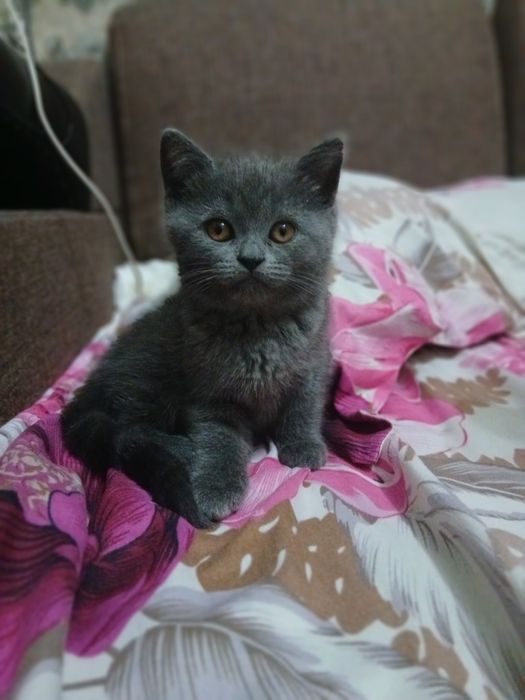 Срочно продаются британские котята