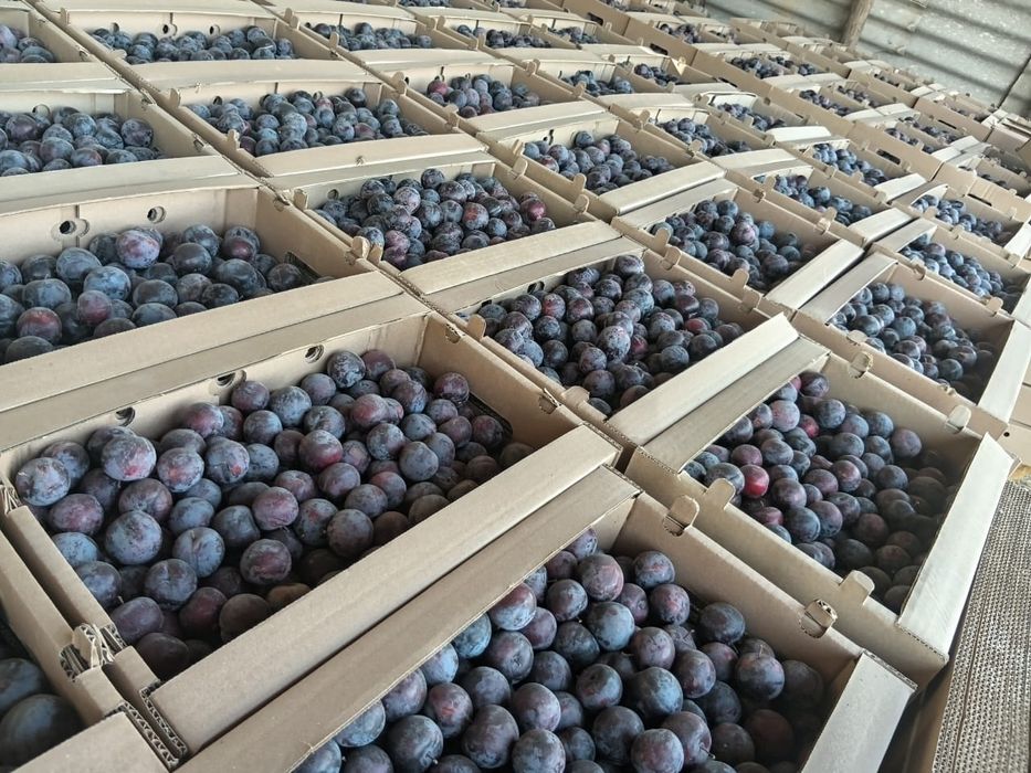 Слива сатылады кг 800