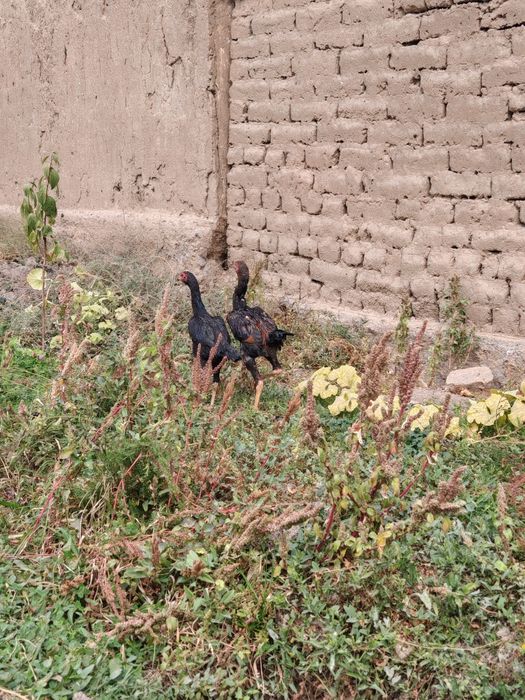 Dakan jojalar sotiladi Apireldi oxirida chiqqan soglom