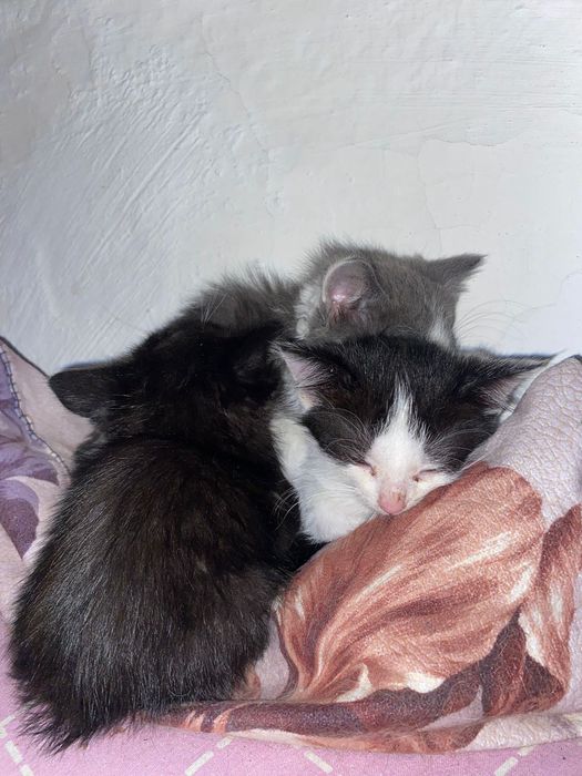 Отдам котят бесплатно!