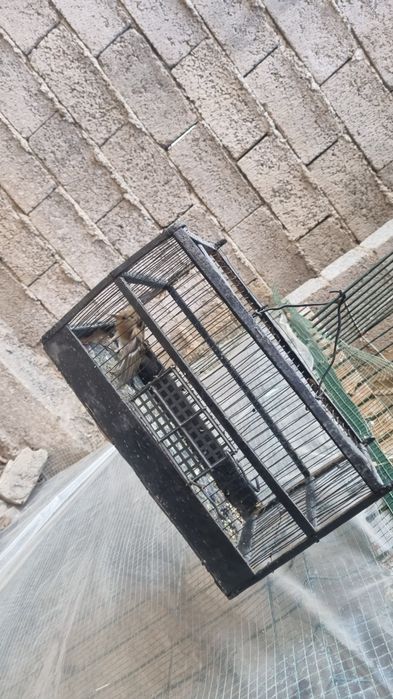 Vrook sotiladi sayraydigan juda chiroyli qush