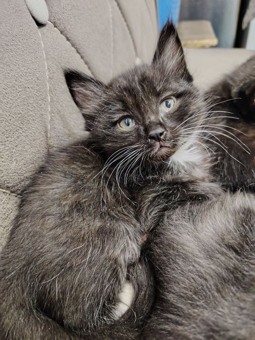 Пушистые малыши в хорошие ручки.