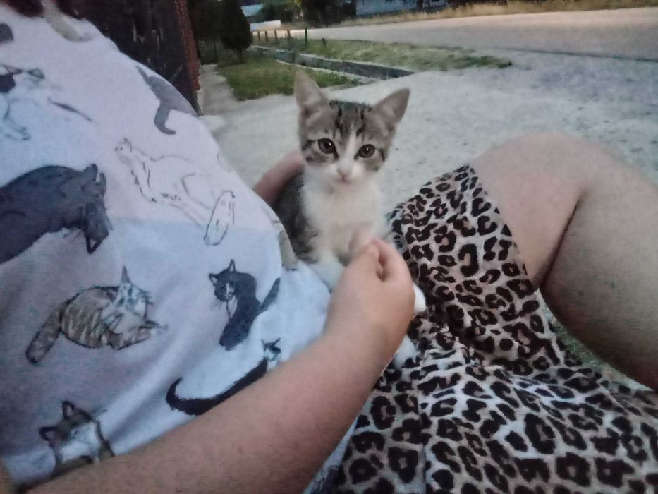 Donez pui pisicuta 1 luna salvat la țară- cautam stăpân iubitor