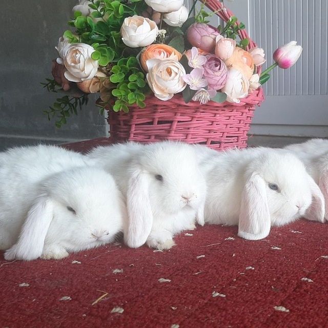 Quyon karlik quyonlar