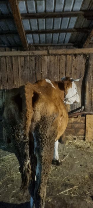 Vand vaci.            .