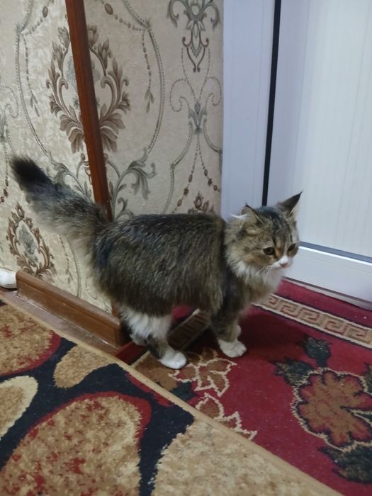 Mushuk sotiladi jinsi qiz