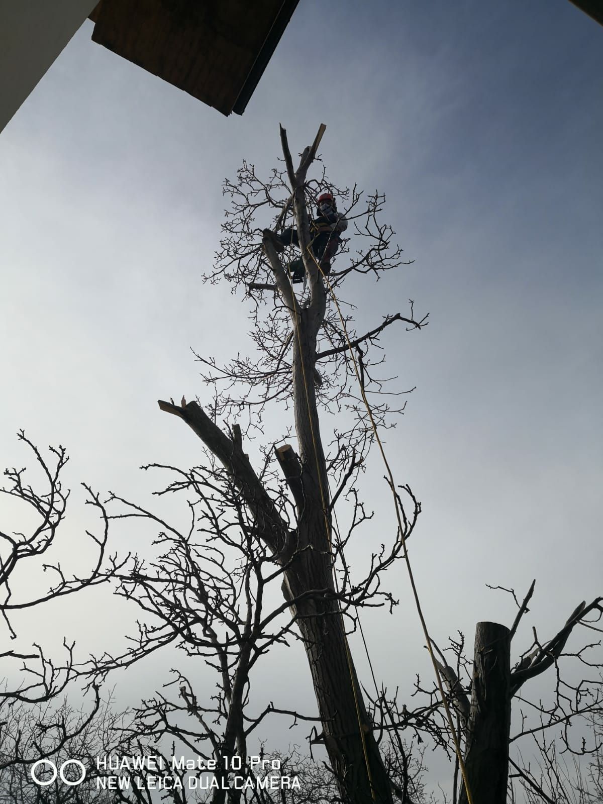 Tăiere copaci defrisari terenuri alpinist utilitar evaluare gratuita