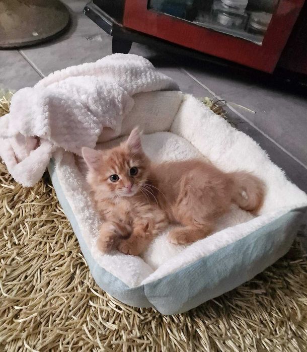 Подарявам малко мъжко Коте