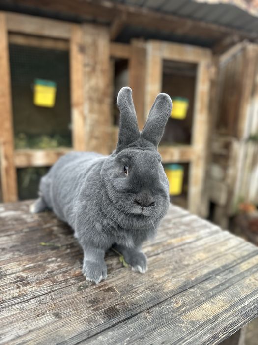 Iepuri albastru vienez