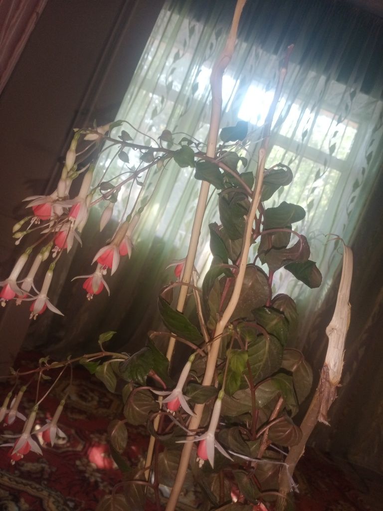 Болме гули жагдайы жаксы