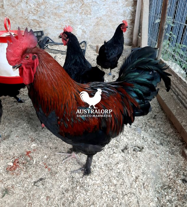 Ouă pt incubat Marans Negru Arămiu