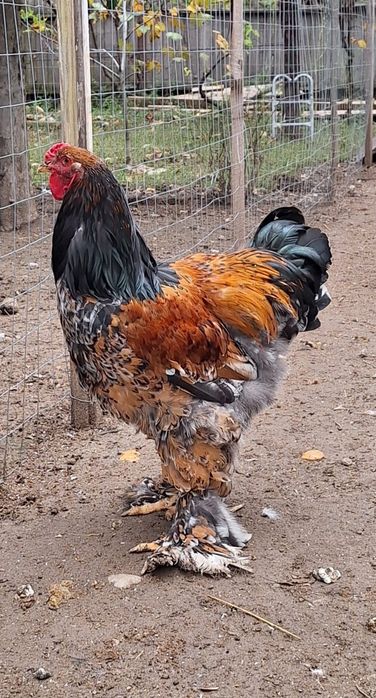 Cocoș brahma portelan vand/schimb
