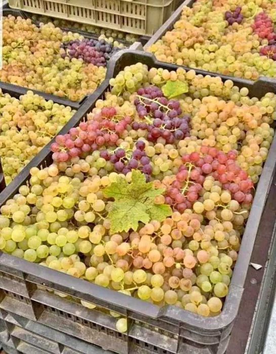 Vand struguri de vin