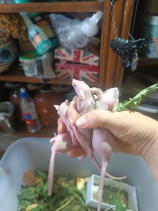 Сфинкс крысята продам