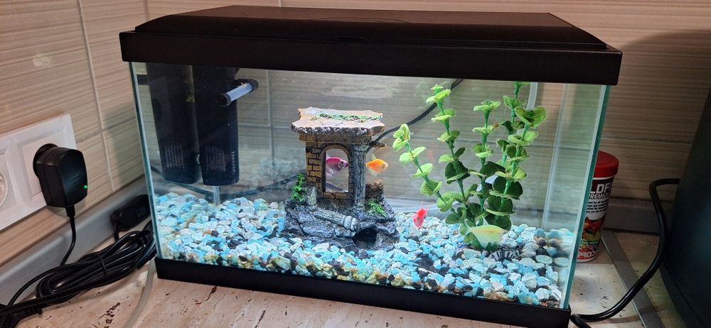 Vand acvariu cu pesti