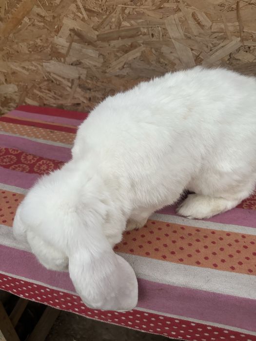 Iepuri berbec german