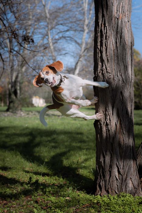 Кучешка Фотосесия