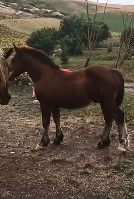 Se vinde mânz si doua iepe