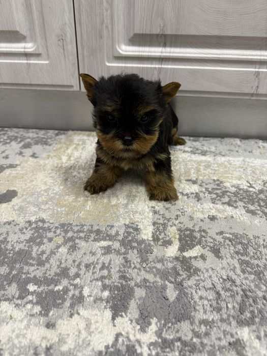 Căței Yorkshire Terrier