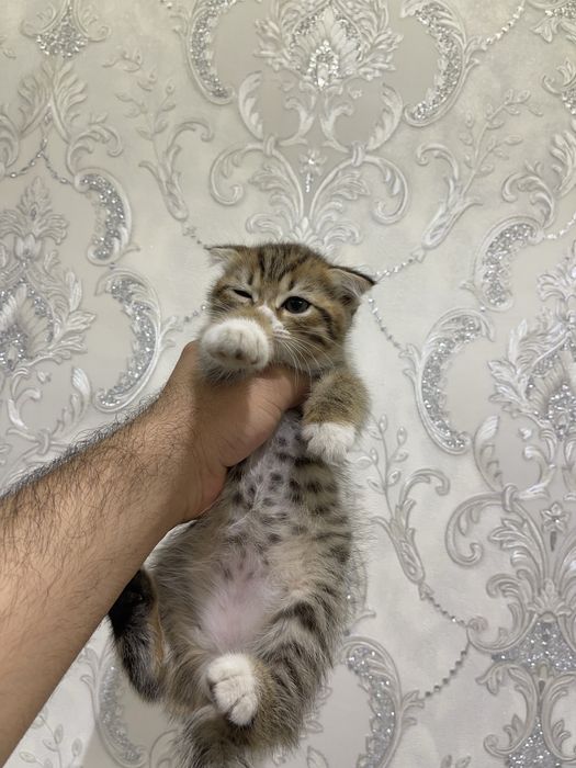 Скотиш фолд. скотиш фолд