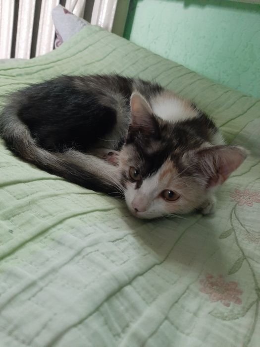 Котенок бесплатно в добрые руки