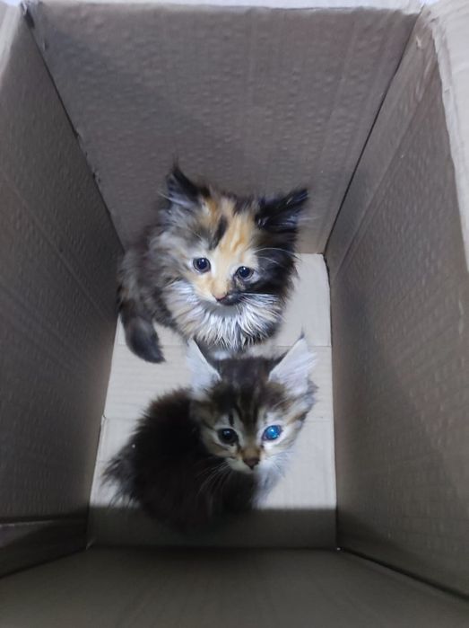 Отдам котят бесплатно