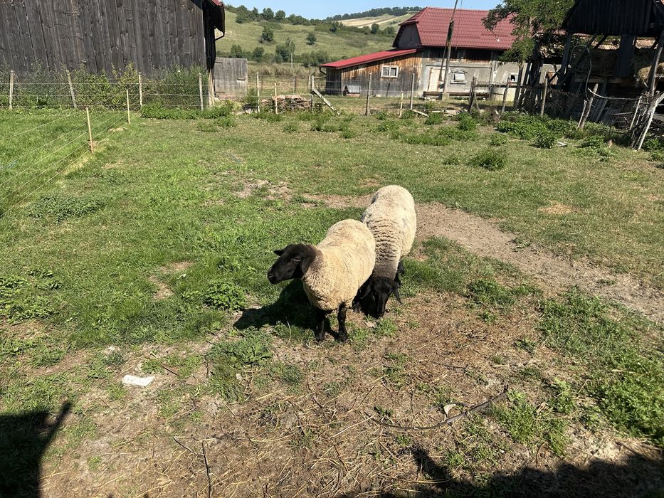 Oi sufolk de vanzare