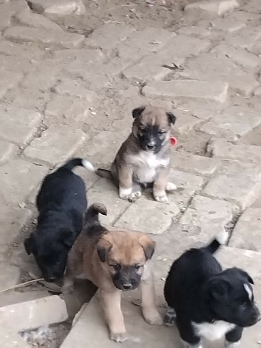 Щенки бесплатные