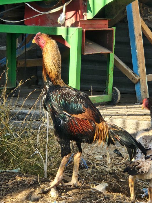 Хуроз ва товук бир жуфт