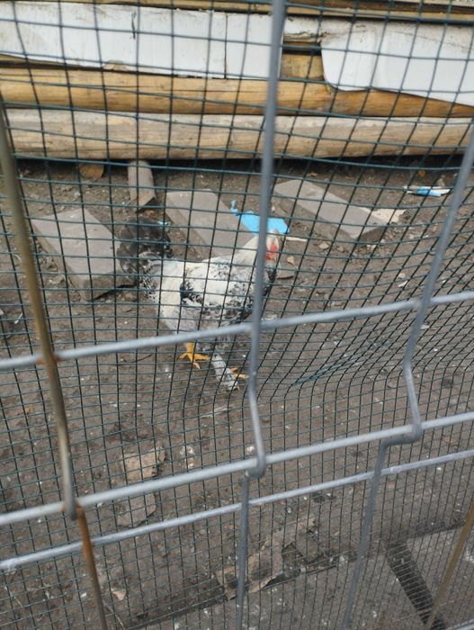 Vând cocoș  tânăr