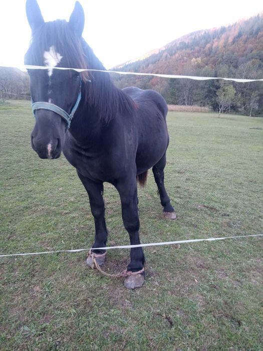 Vand manz negru semigreu