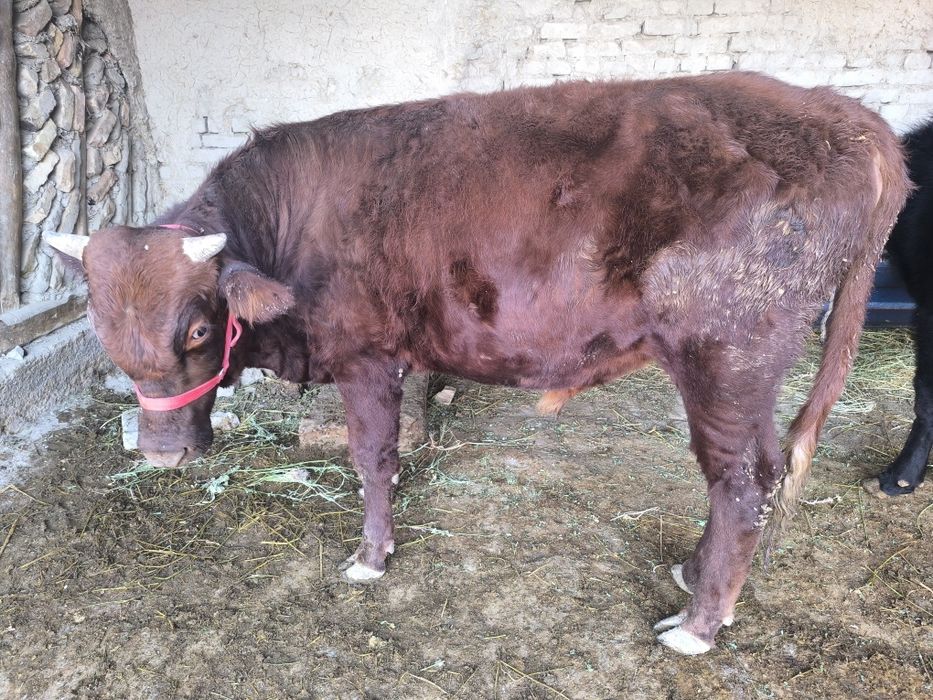 Buqa sotiladi endi 1 yosh bóldi