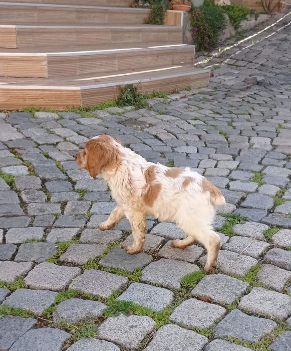 Продавам Бретон шпаньол