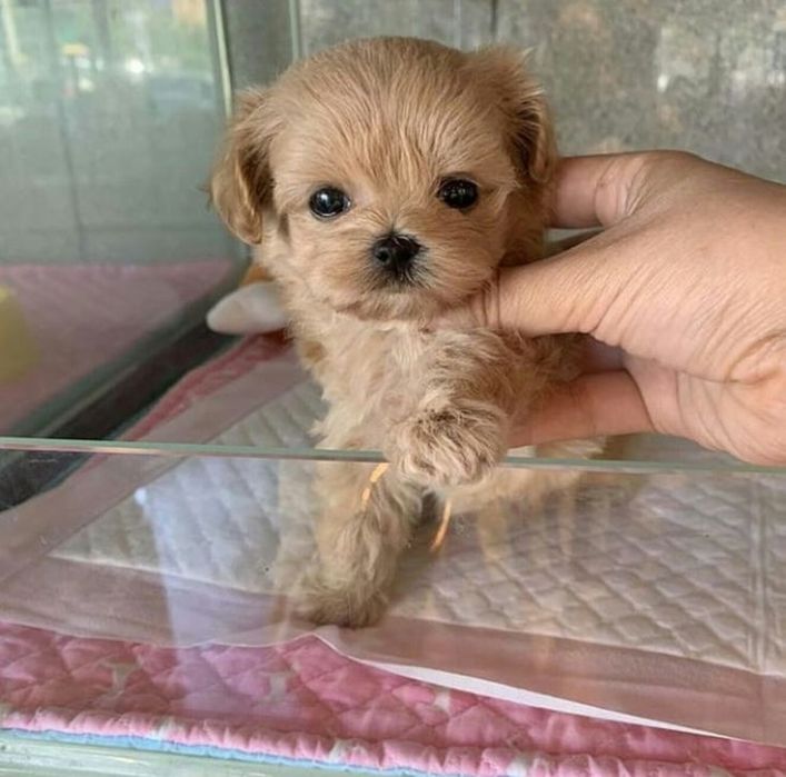 Maltipoo pudel mini toy